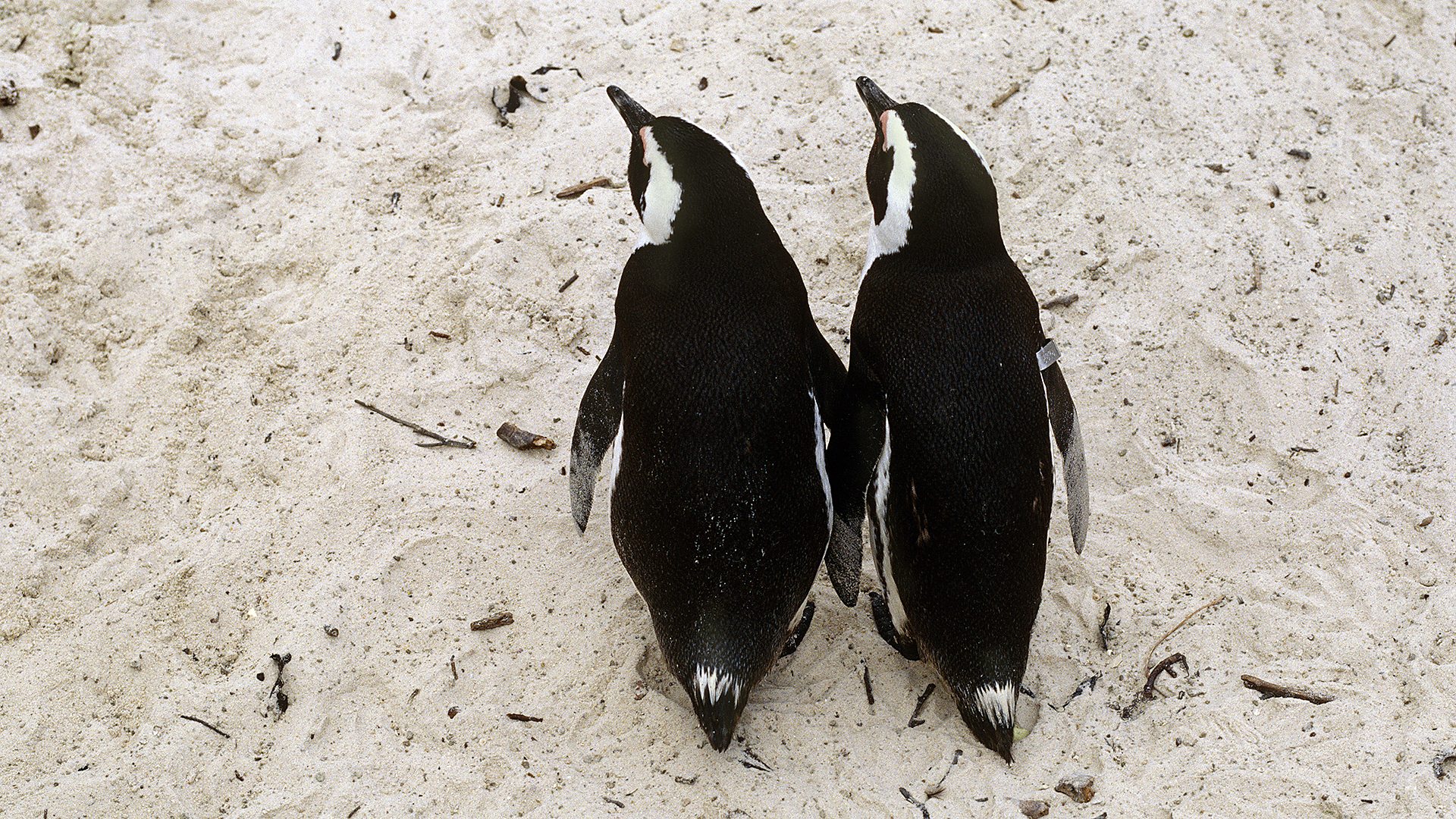 Two African penguins holding flippers and walking together on a beach