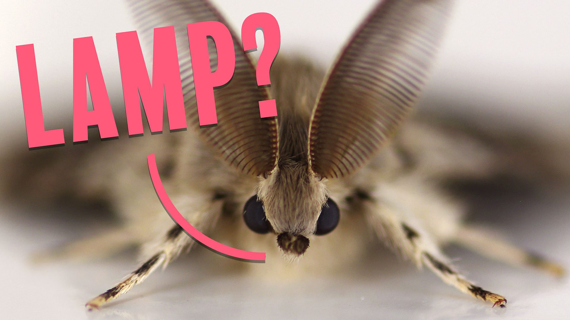 Photo of a moth