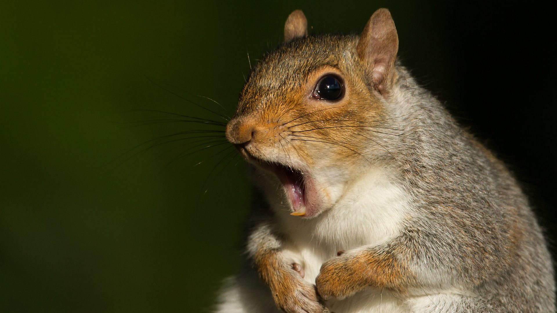 A squirrel looking shocked - not the actual emotional support squirrel on the flight