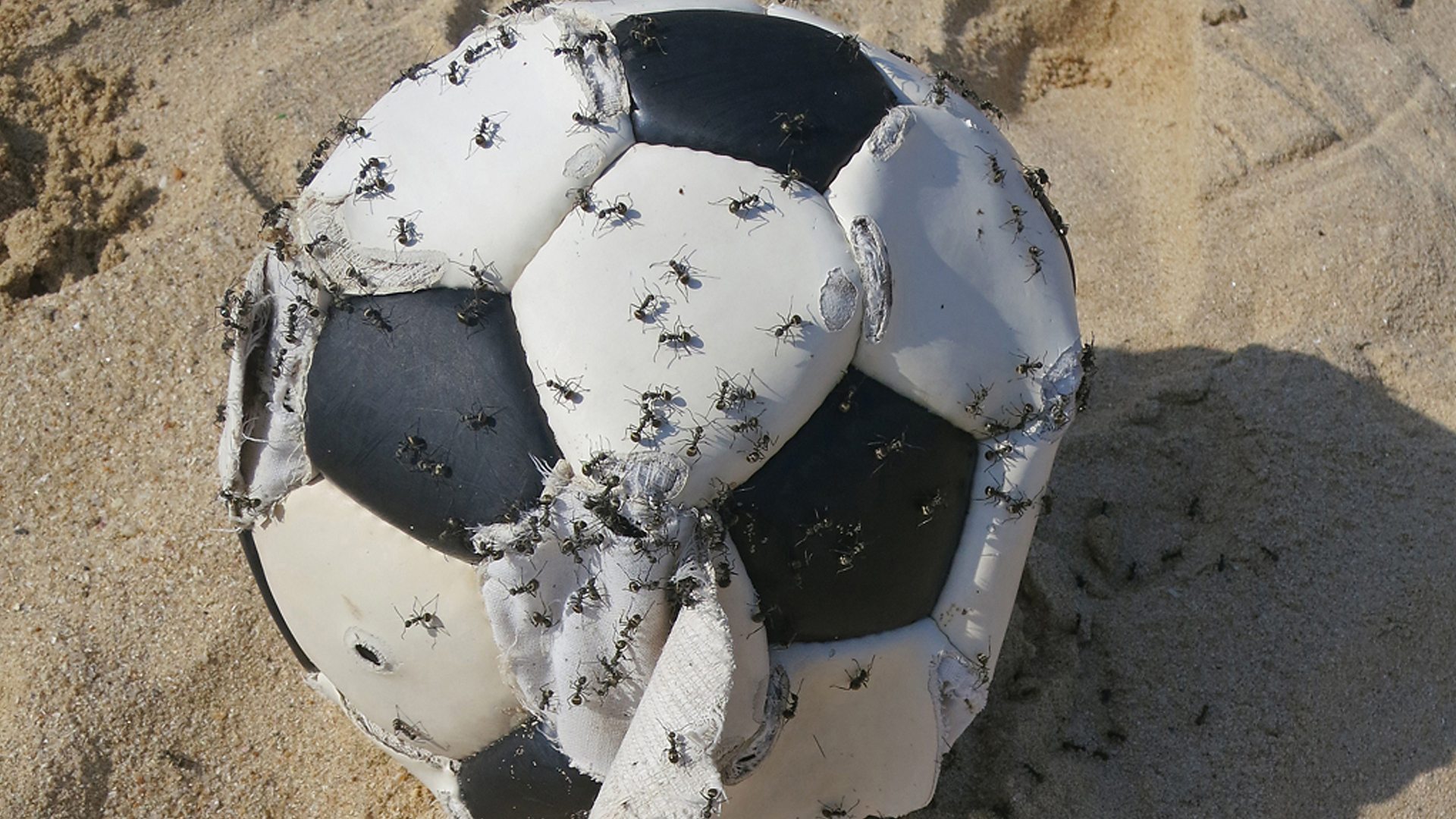 Football covered in ants