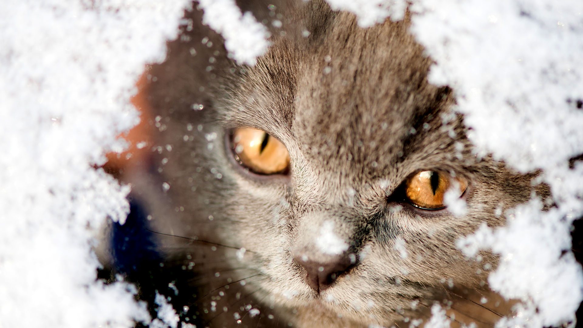 How a ‘frozen’ cat survived being buried under a heap of snow - BBC Three