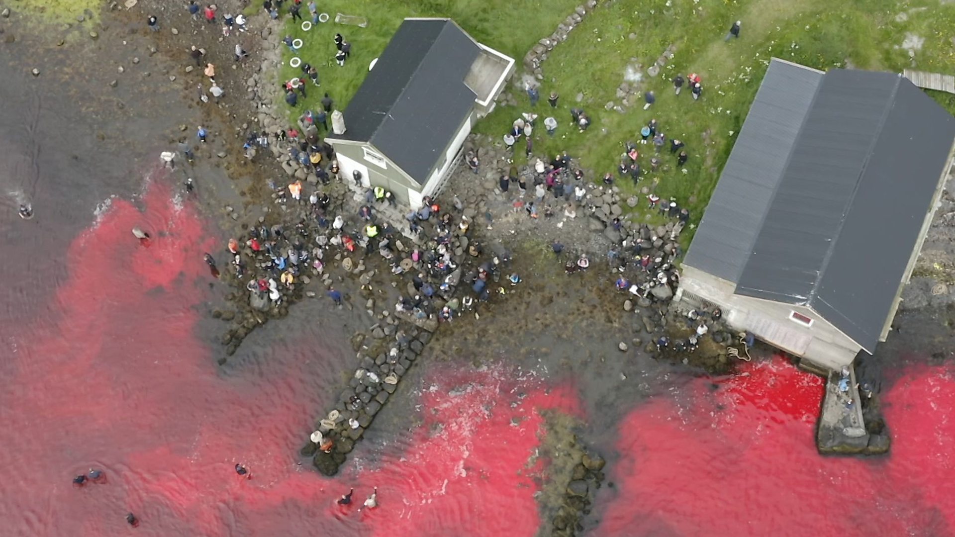 Whale hunters taking part in "the grind" with red-blood water around them