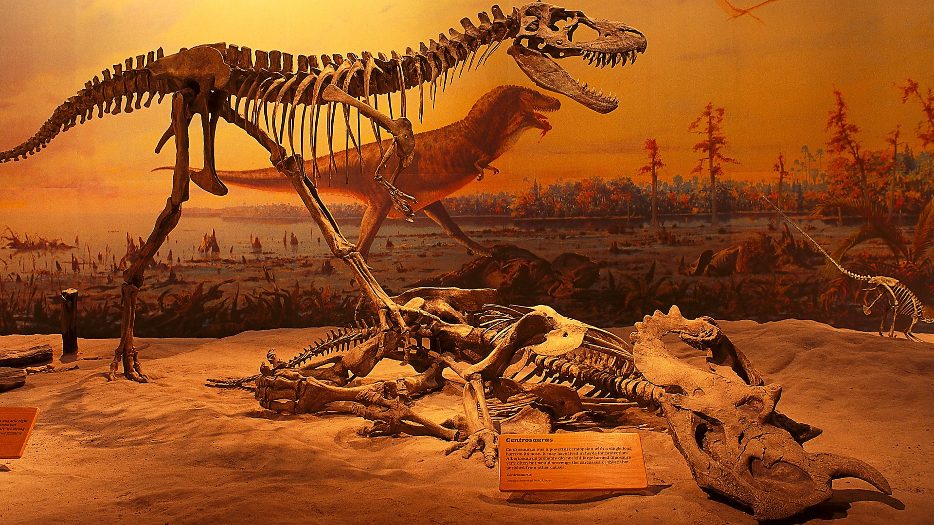 Dinosaure : la recherche depuis 120 ans de l'utilité des bras de T. rex -  BBC News Afrique