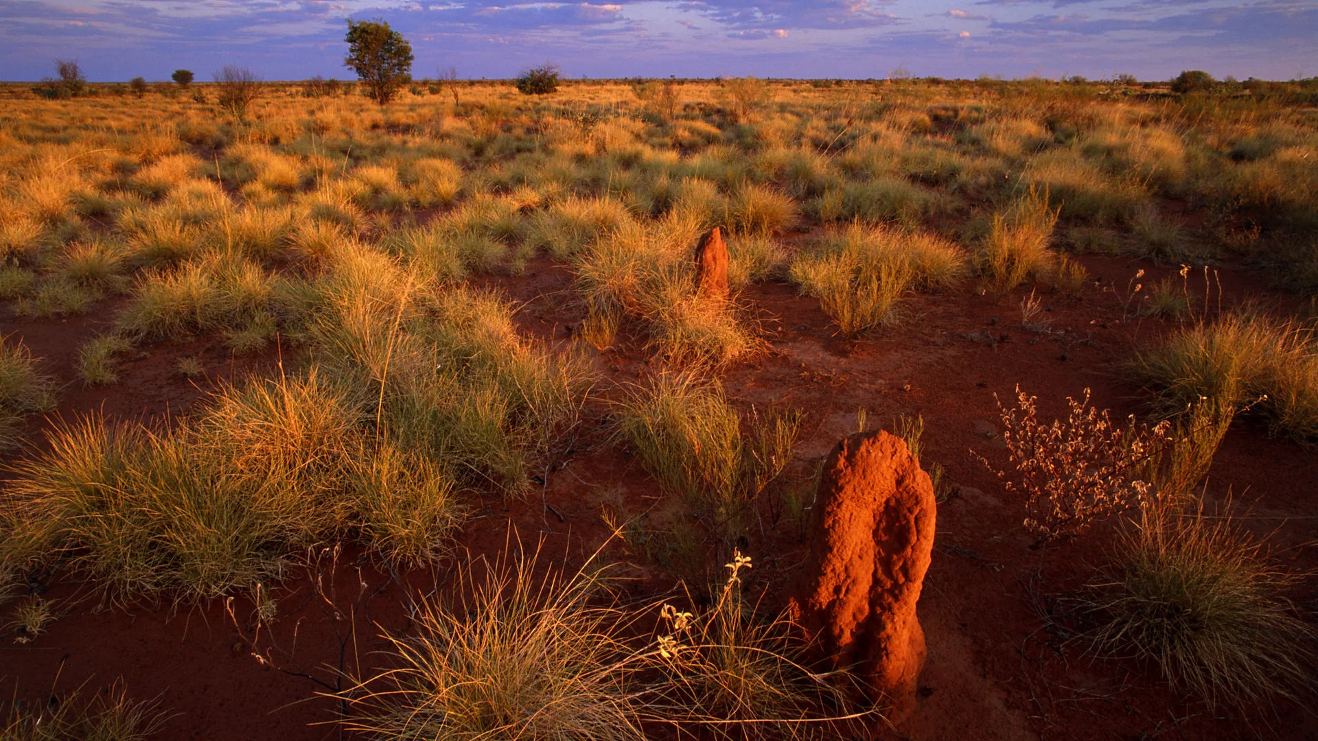 Theo Allofs/Getty Images The Tanami Desert
