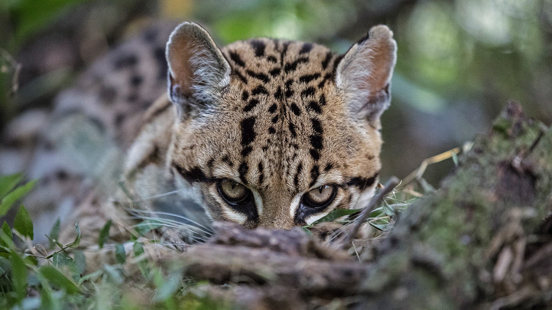 Jaguars, a keystone species, are reintroduced to the Iberá wetlands