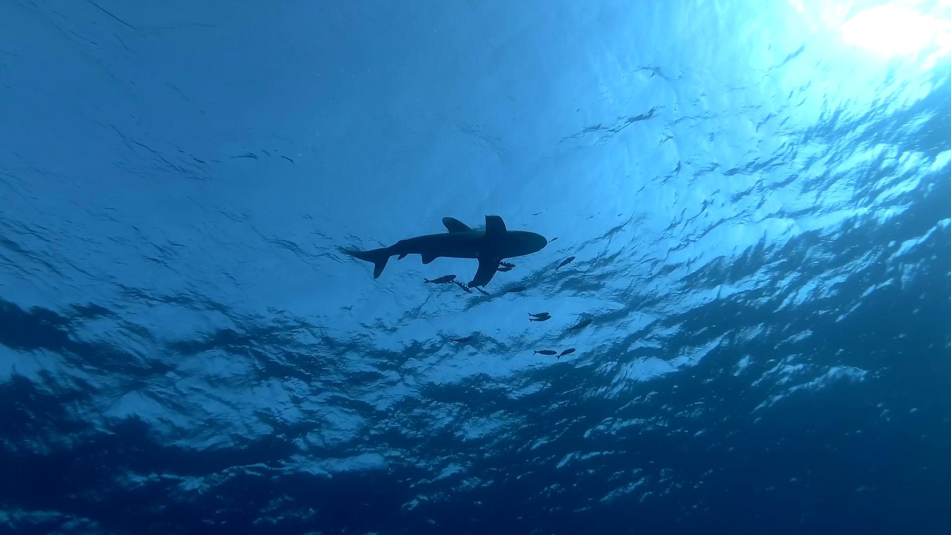 The real reasons why sharks attack humans