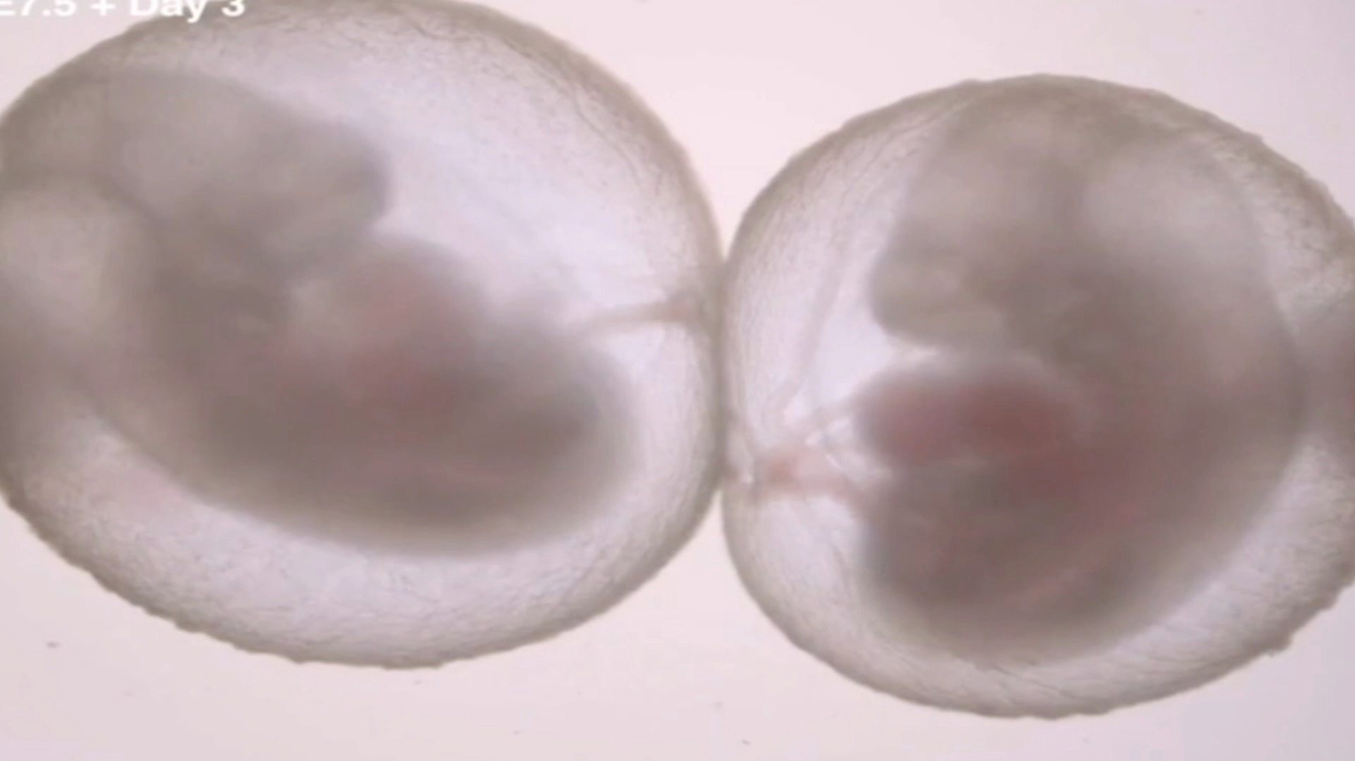 The world's first 'synthetic' embryos