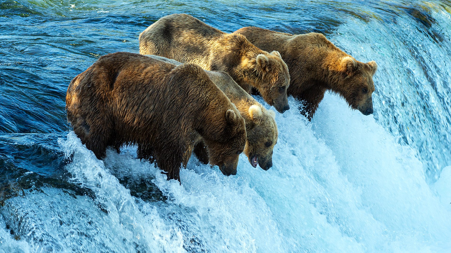 Bears line up at a waterfall in Katmai National Park (Credit: N. Boak)