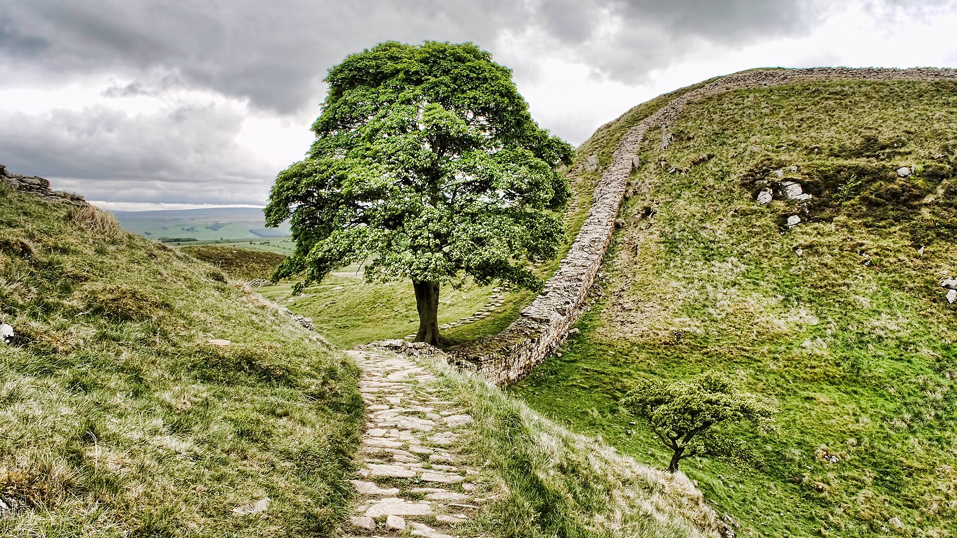 The tree at sycamore gap in Northumberland before it was felled (Credit: Getty Images)