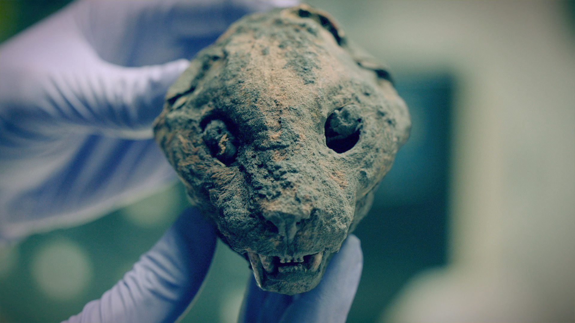 Extinct Biggest Cat To Ever Live Prehistoric Cats Largest Cat Species Ever  Extinct Biggest Cat In, image size:1920x1080