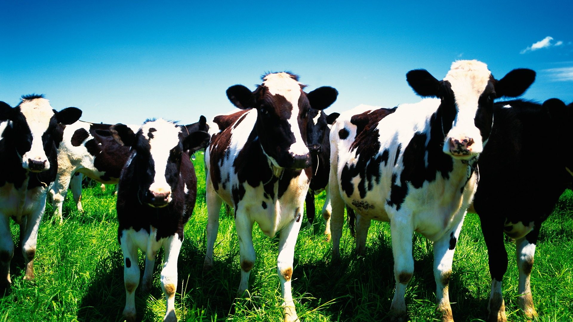 The Japanese farm turning cow manure into hydrogen fuel