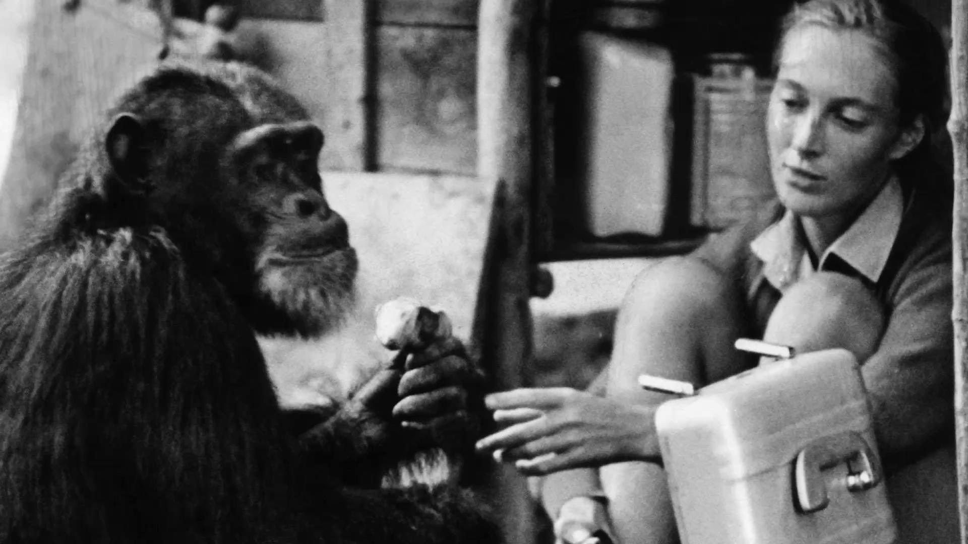 'They hold hands, they embrace, they kiss': The woman who changed our view of chimps - and human beings