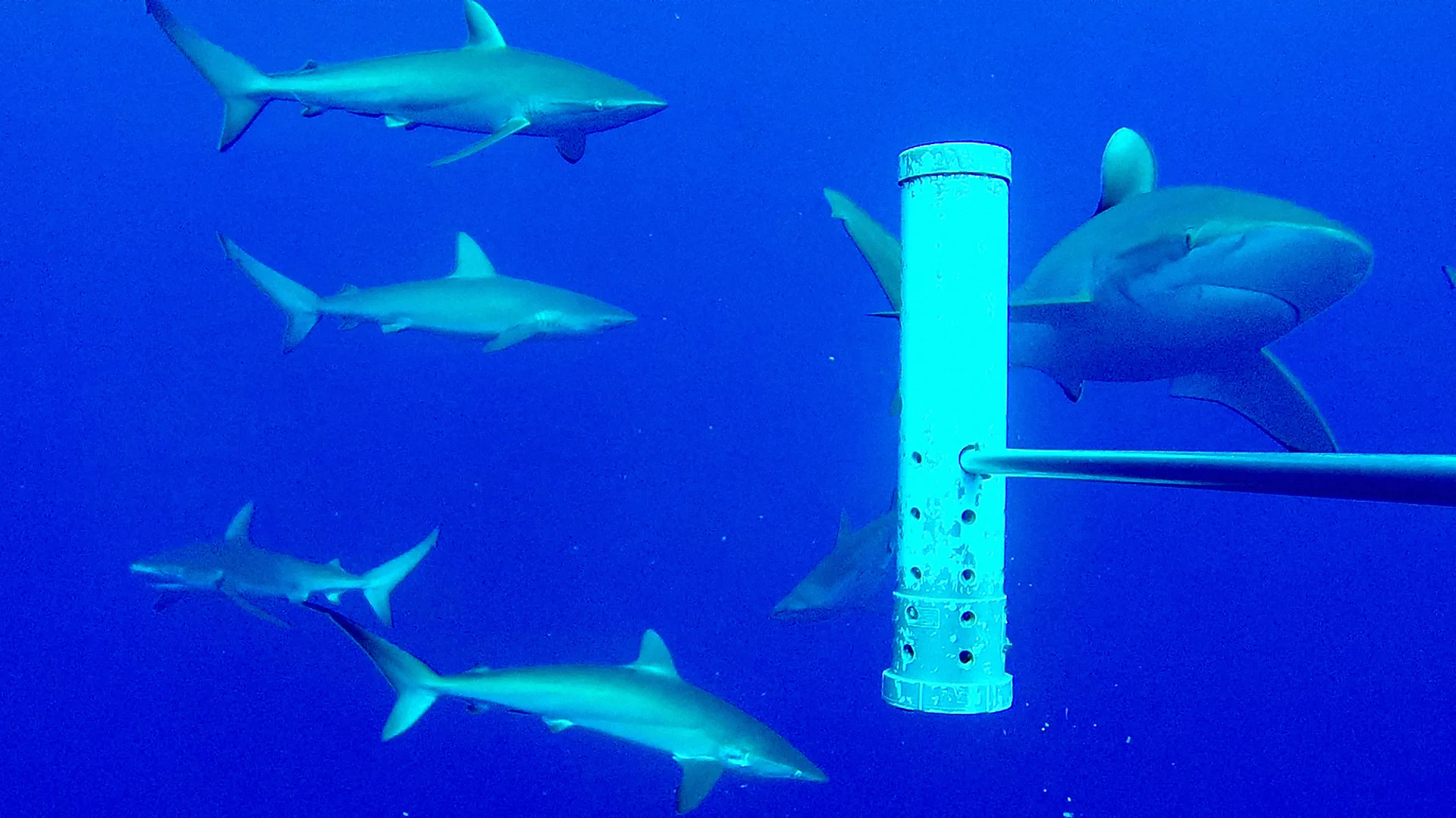 Las montañas submarinas donde reinan los tiburones