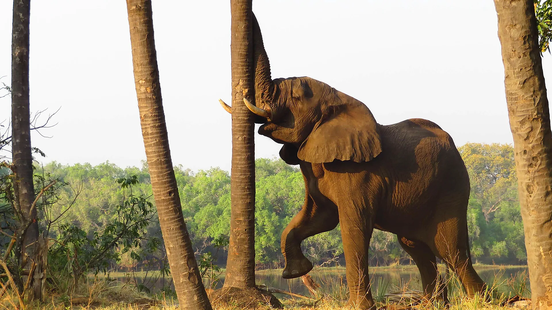 Zambia es la capital mundial de los safaris a pie.