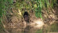 Water voles: why this endearing, yet endangered species needs our help