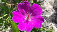 The dramatic impact warmer weather is having on our wild flowers