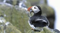 Snapped a puffin with fish in its mouth? The RSPB want to know!