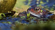 This is what you should be doing to help wildlife in your garden in hot weather