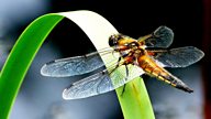 Five things you didn't know about dragonflies