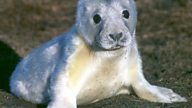 Grey seals pups are having to deal with chemicals produced as a result of industry