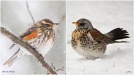 Redwings and Fieldfares: The Winter Thrushes