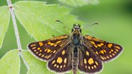 Bringing back the chequered skipper (via the Eurostar!)