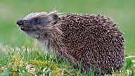 What to do if you find a hedgehog in your bonfire