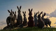 What is... Watership Down?