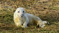 Farne Island Seals