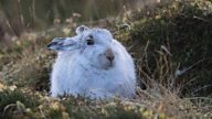 Saving snowy white mountain hares