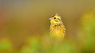 In search of the yellowhammer