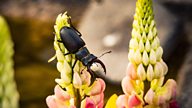 How to attract stag beetles to your outdoor spaces