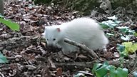 An albino badger in Buckinghamshire: a story of wildlife amid human lockdown