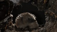 The hidden lives of hedgehogs