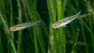 The underwater wonder plant: seagrass