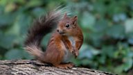 Could dropped litter be devastating for red squirrels?