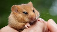 Celebrating 30 years of conserving hazel dormice