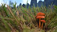 Weird and wonderful waxcaps