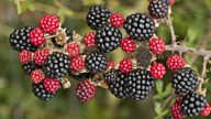 A ‘berry’ worrying time for blackberries?