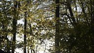 Ash dieback - a big issue for UK woodlands