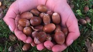 What’s with all the acorns this autumn?