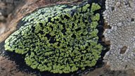 Liking lichens: What to watch this winter