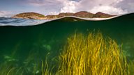 Spotting seaweed by the seaside