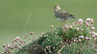 Meet the farmers bringing back our native birds