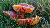 How to spot fascinating fungi this autumn