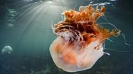 Jellyfish in UK waters