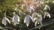 What to watch this winter: Snowdrops