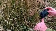 On the hunt for a harvest mouse nest