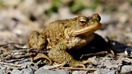 Discover toads and how you can help them