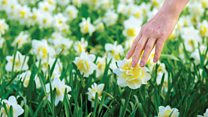 St David's Hall 2015-16: St David's Day